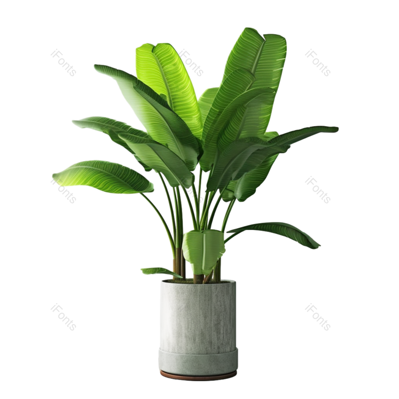 叶子图片,装饰元素,清新PNG,户外免抠素材